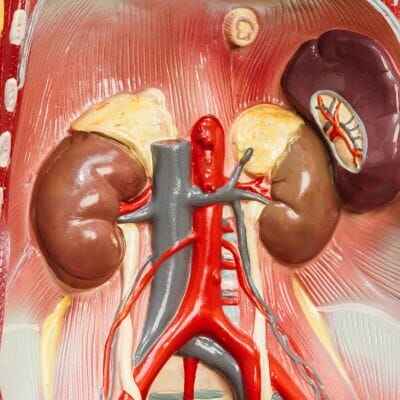 ayurvedic kidney treatment