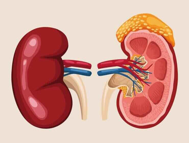 Kidney Doctor in Utah