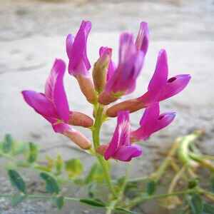 Astragalus is Good Home Remedies for Kidney Failure