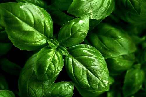 Basil Used As Home Remedies For Kidney Cleansing