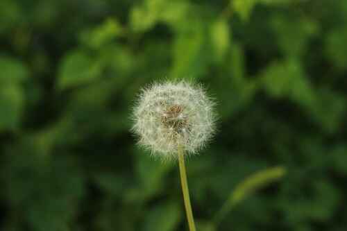 Dandelion Used As Home Remedies For Kidney Cleansing